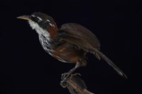 藏品(小彎嘴)的圖片